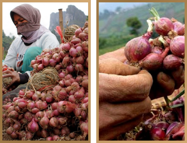 petani bawang merah